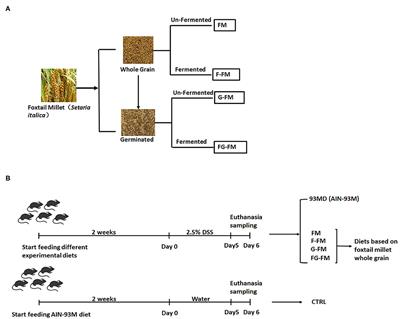 Fermented and Germinated Processing Improved the Protective Effects of Foxtail Millet Whole Grain Against Dextran Sulfate Sodium-Induced Acute Ulcerative Colitis and Gut Microbiota Dysbiosis in C57BL/6 Mice